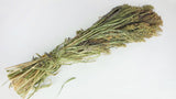 Panicum - 1 Bund - Naturfarbe - Si-nature