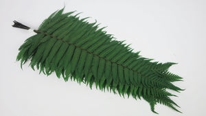 Parchment fern preserved - 10 stems - Green