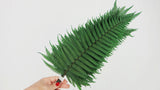 Parchment fern preserved - 10 stems - Green