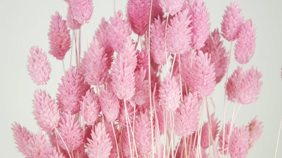 Phalaris getrocknet - 1 Bund - Rosa