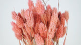 Phalaris getrocknet - 1 Bund - Vintage rosa - Si-nature