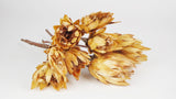 Protea repens - 1 Strauß - Hellgelb - Si-nature