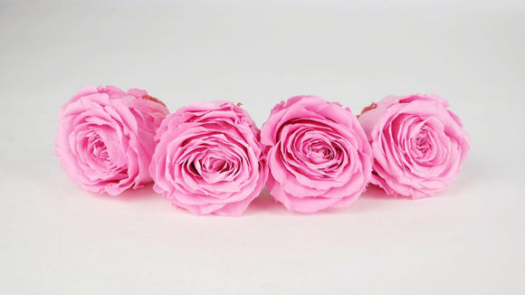 Stabilisierte Rosen 5,5 cm - 4 Stück - Rosa