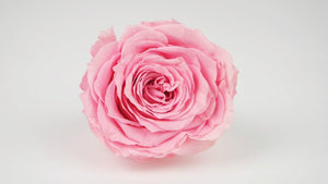 Stabilisierte Rose 8 cm - 1 Stück - Rosa