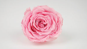 Stabilisierte Rose 8 cm - 1 Stück - Rosa