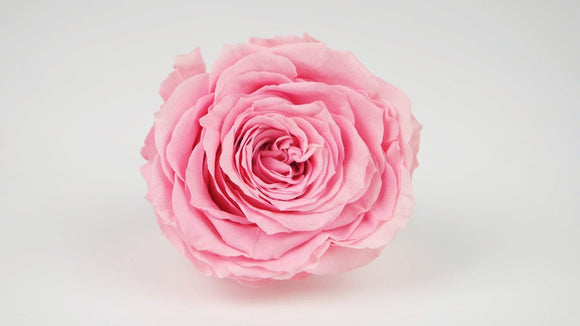 Stabilisierte Rose 8 cm - 1 Stück - Rosa