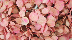Konservierte Hortensie - 1 Kopf - Rosa und Beige