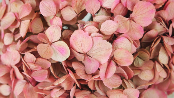 Konservierte Hortensie - 1 Kopf - Rosa und Beige
