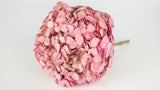 Konservierte Hortensie - 1 Kopf - Rosa und Beige