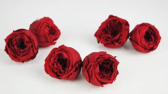 Stabilisierte Englische Rosen 4 cm - 6 Stück - Rot
