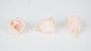 Stabilisierte Rosen Kiara 3 cm - 9 Stück - Porcelain pink