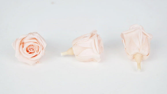 Stabilisierte Rosen Kiara 3 cm - 9 Stück - Porcelain pink