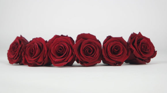 Stabilisierte Rosen 5 cm - 6 Stück - Rot