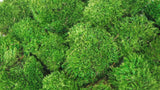 Konserviertes Moos Provence Royal - kleine Packung - Hellgrün