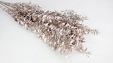 Ruskus getrocknet - 1 Bund - Warm gold