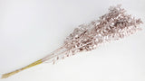 Ruskus getrocknet - 1 Bund - Warm gold