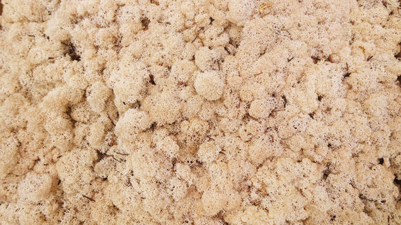 Konserviertes Islandmoos -  500 g - Sepia