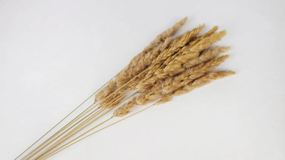 Setarea getrocknet - 10 Stängel - Naturfarbe