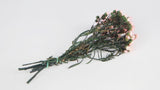 Ixodia konserviert 20 cm - 1 Bund - Hellrosa