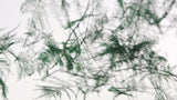 Asparagus konserviert - 1 Strauß - Grün - Si-nature
