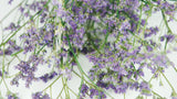 Limonium getrocknet - 1 Bund - Naturfarbe lila - Si-nature