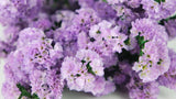 Statice preserved - 1 bunch  - Natural colour purple