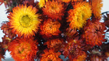 Strohblumen - 1 Bund - Naturfarbe Flamme - Si-nature