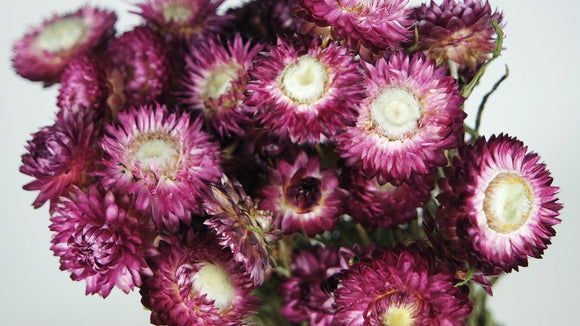Strohblumen - 1 Strauß - Naturfarbe lila