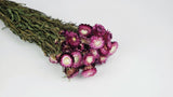 Strohblumen - 1 Strauß - Naturfarbe lila - Si-nature