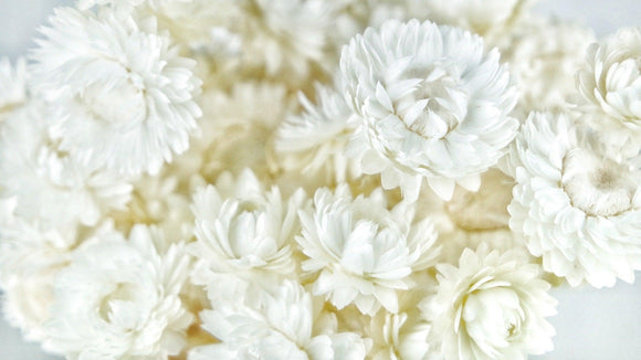 Strohblumen - 1 Bund - Weiß