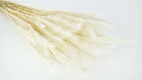 Tail Gras - 1 Bund - Elfenbein