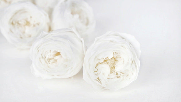 Englische Rosen konserviert Temari Earth Matters - 8 Köpfe - White 011