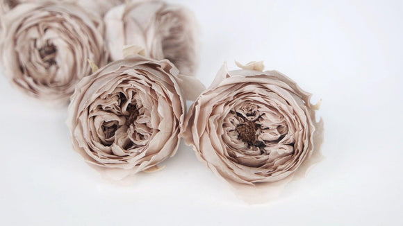 Englische Rosen konserviert Temari Earth Matters - 8 Köpfe - Pink beige 108