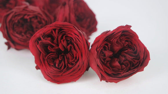 Englische Rosen konserviert Temari Earth Matters - 8 Köpfe - Wine red 471