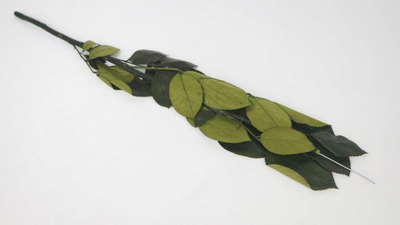 Konservierter Rosenstiel 50 cm mit Kelchblätter - 6 Stiele - Grün
