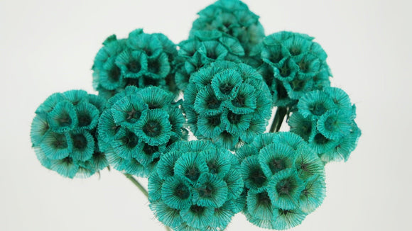 Scabiosa stellata - 10 Stängel - Türkisblau