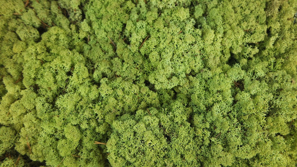 Konserviertes Islandmoos - 500 g - Vintage Grün - Si-nature