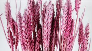 Dried wheat - 1 bunch - Frozen cassis