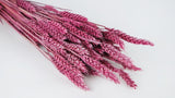 Grano essiccato - 1 mazzo - Frost cassis