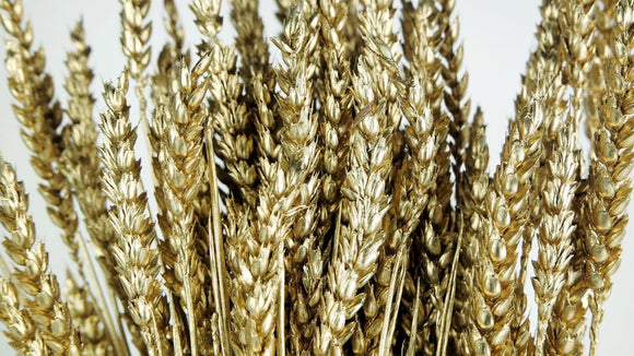 Weizen getrocknet - 1 Bund - Gold