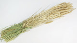 Weizen getrocknet - 1 Bund - Gold - Si-nature