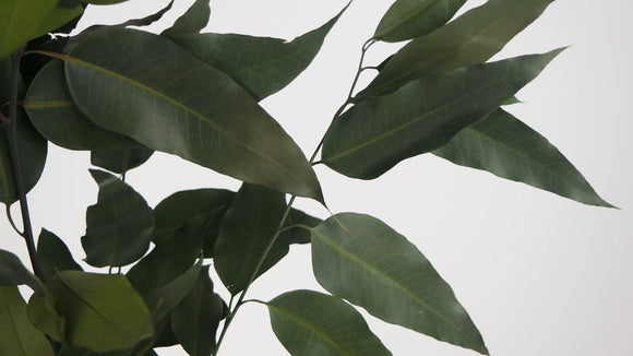 Konservierter Eukalyptus Willow - 1 Bund - Khaki