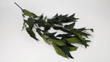 Konservierter Eukalyptus Willow - 1 Bund - Khaki - Si-nature