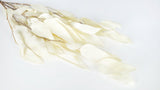 Eukalyptus Willow getrocknet Earth Matters - 1 Bund - Off white - Si-nature