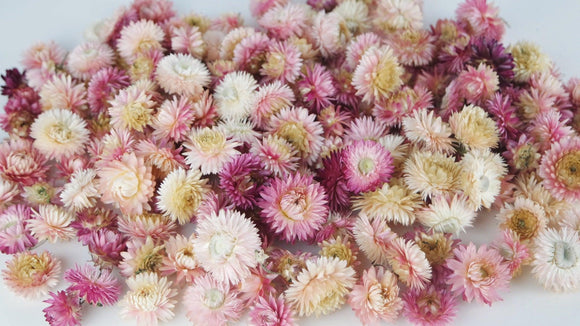 Strohblumen Köpfe - 200 g - Naturfarbe Hellrosa